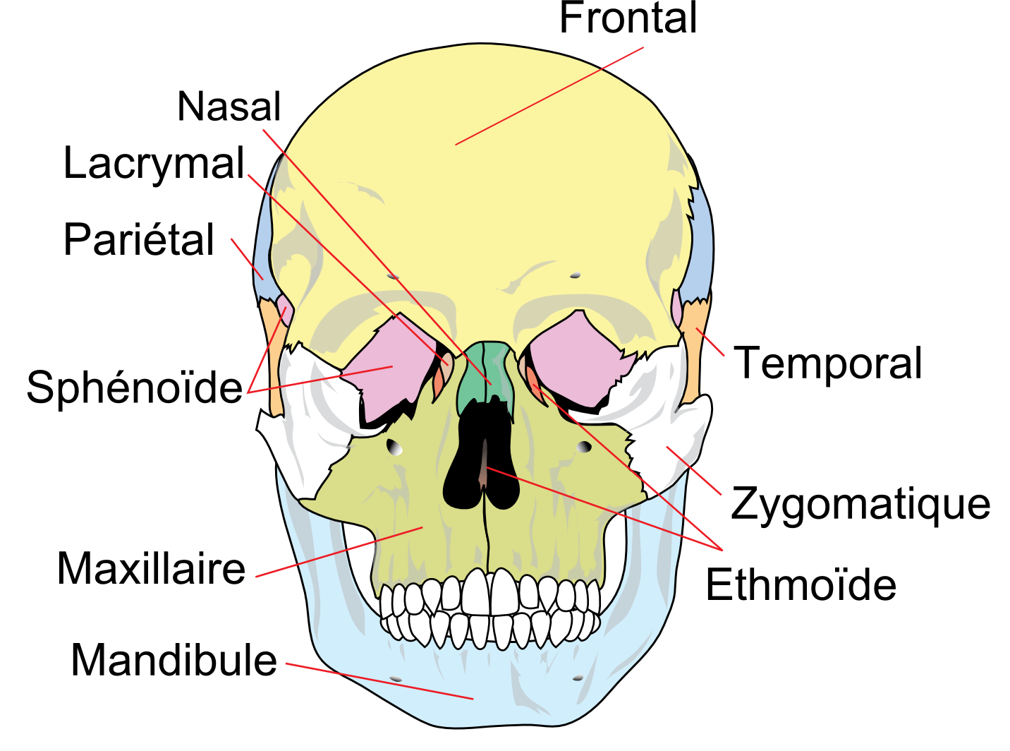 Crâne humain │ Laboratoire ODIC prothèses complètes